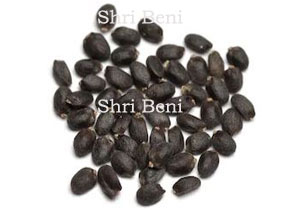 Basil Seed